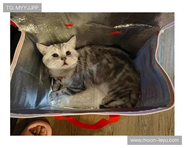 听说唐佳豪一天三顿外卖，连猫都看不上这生活节奏？